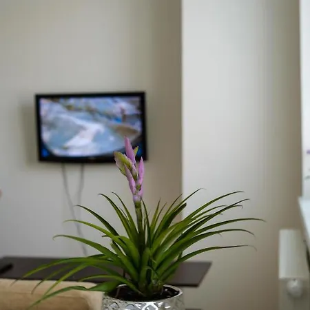 Kapitana Nalepku Anna